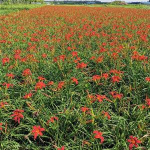 知乎园艺出售红花萱草杯苗 花镜花坛绿花工程苗阳台庭院盆栽观赏