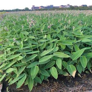 基地出售 水竹芋 人工湿地公园景观植物 绿化工程苗 江苏绿化苗木基地