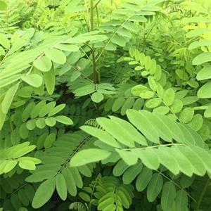 基地出售紫穗槐小苗 园林行道绿化观赏树种 水土保持植物