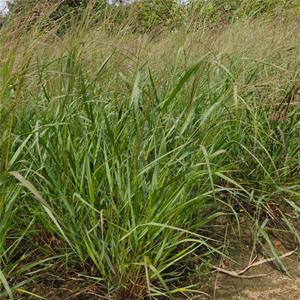 基地出售重金属柳枝稷 园林绿化苗 水土保持风障植物 江苏绿化苗木基地