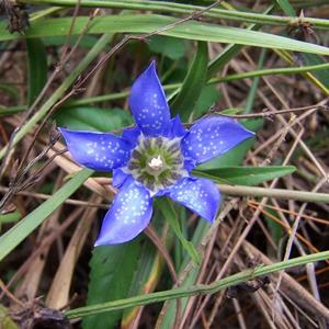 基地供应龙胆花 花园绿化绿篱 庭院露地观花苗木 江苏绿化苗木基地