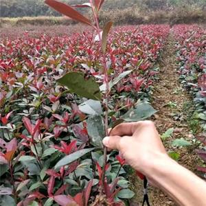 基地供应石楠小苗 花坛造景绿化苗 道路装饰工程苗