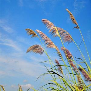 基地出售 芦苇 湿地河道净化水质 多年生宿根草本植物