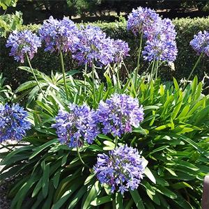 百子莲别名紫君子兰 蓝花君子兰 非洲百合 花坛花镜花海观赏性植物