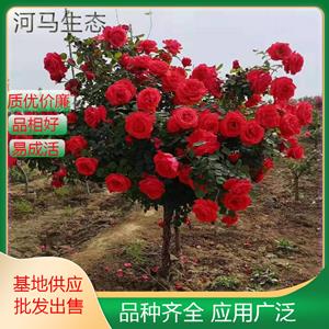 月季栽植月月红长春花 四季花 胜春 多色系 多规格观赏花卉