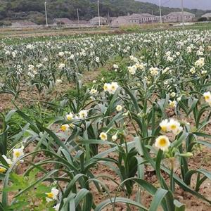 水仙花小苗 绿化工程栽植苗 花镜花坛景观栽植 多色水生花卉