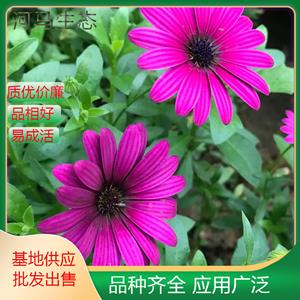 南非萬壽菊 花坛花镜花海观赏苗木 厂区庭院設計绿化地被植物