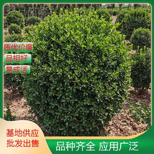 大叶黄杨球 园林道路配植植物 庭院小区绿化工程苗木 规格*