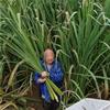 茭白 河道湿地 阳台庭院盆栽绿植栽培 池塘河道净化水质苗