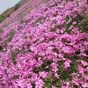 福禄考雁来红 小天蓝绣球 花坛花境 岩石园植株 盆栽室内装饰