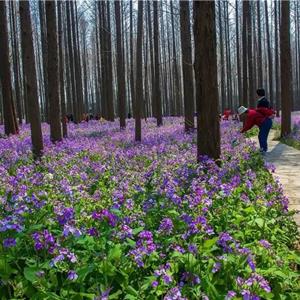 二月兰 一般指诸葛菜 花坛花镜租摆 小区庭院公园绿化种植 观赏花卉