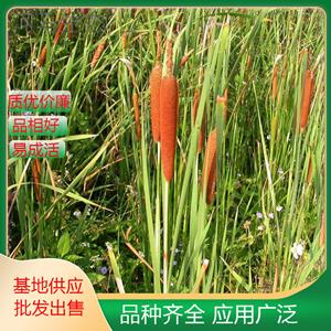 花叶香蒲为多年生沼生湿生草本 河道栽植水生经济植物