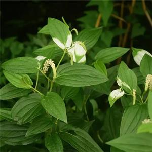 三白草 盆景盆栽杯苗 花坛花镜观赏种植净化空气 园林绿化造景