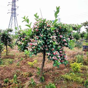 五彩锦带树 庭院小区公园观赏植物 市政绿化工程苗木 规格*