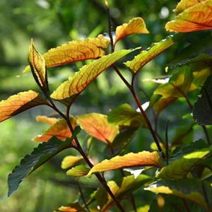 赤胫散土竭力 花蝴蝶 花脸荞 荞子连 耐湿寒 地被绿化栽植小苗