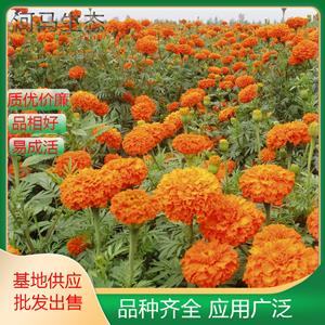 万寿菊臭芙蓉 万寿灯 蜂窝菊 金菊花适宜作花坛 花径 花丛盆栽