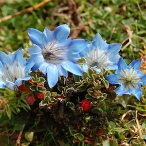 龙胆花 花坛花镜租摆 小区庭院公园绿化种植市政园林观赏花卉