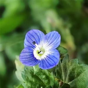 婆婆纳小苗阿拉伯 花海花镜花坛 盆景盆栽种植园林地被造景工程