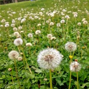 蒲公英小苗 花坛花镜花海打造地被苗 盆栽盆景 园林绿化工程苗木