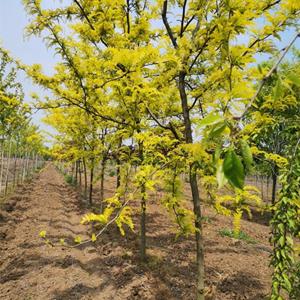 基地供应 金色皂荚 云隙阳光 景区园林绿化工程苗 种植风景行道树