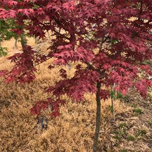 日本红舞姬红枫 园林绿地 庭院观赏树 群植孤植道路景观树