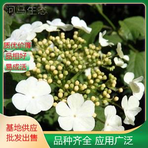 琼花聚八仙 蝴蝶花 牛耳抱珠 木本绣球 花镜花坛栽植观赏 景观绿化苗