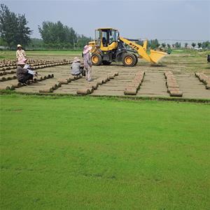 剪股颖草坪草皮 护土固坡绿化工程栽植 运动场所地被草