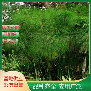 纸莎草浅水处营造景观 也常与其他水生植物配植或作背景材料