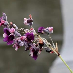 水竹芋别名水莲蕉 再力花 水体绿化花期长观赏性佳 庭院园林栽培观赏