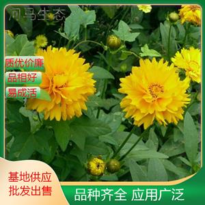 金鸡菊 小波斯菊金钱菊重瓣绿化中作覆盖材料花境盆栽观赏