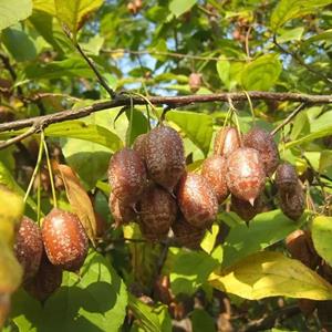 秤锤树别名秤砣树 景区庭院种植观赏树 道路园林绿化工程苗木