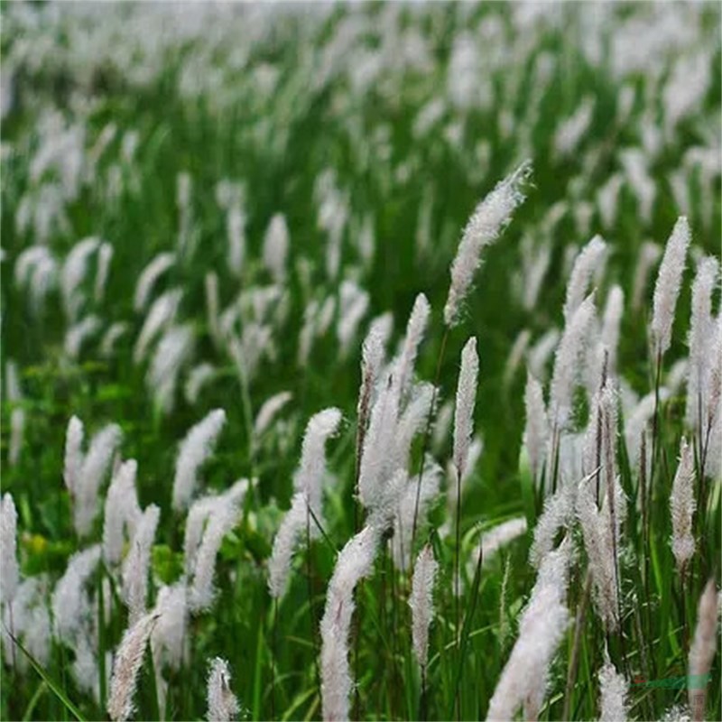 多年生草本白茅 盆景盆栽观赏花卉小区庭院公园绿化工程美化工程苗