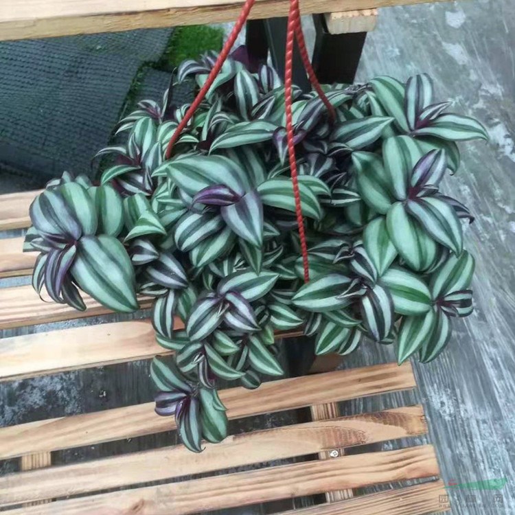 室内绿色垂吊植物 吊竹梅 阳台庭院别墅盆景盆栽 地被绿化