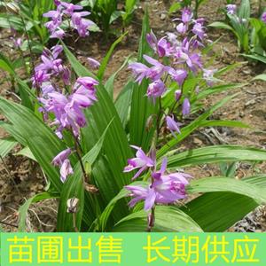 苗圃出售白芨 花坛花镜绿化观赏苗园林景区护坡造景工程苗