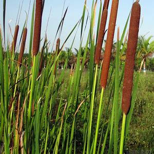 出售花叶香蒲 庭院盆栽绿化观赏苗 池塘湖泊湿地种植栽培