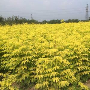 金叶水杉 花坛花镜园林列植 景区道路绿化造景工程苗