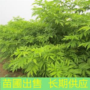 苗圃出售金叶接骨木 庭院栽培观赏植物 园林灌丛栽植植物工程苗