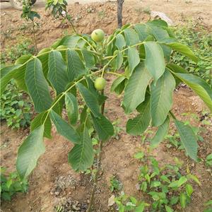 出售核桃 果园园林绿化栽培观果苗 庭院栽植庭荫树风景树