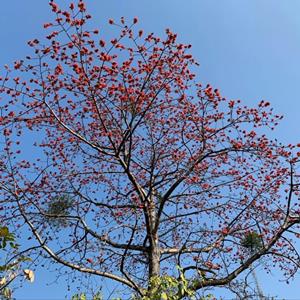 本地木棉 树形优美 露地行道树 景观绿化栽植树基地直供2-18公分