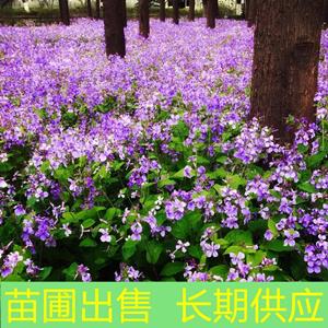 苗圃出售二月兰 花坛花镜观赏 苗园林景区花海打造工程苗