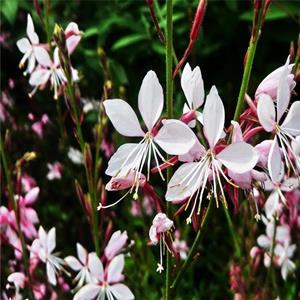 紫叶千鸟花 花卉多年生宿根 山桃草花苗 室外庭院花园花镜植物