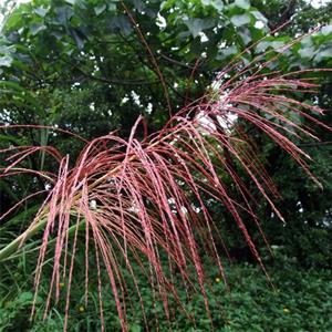 出售五节芒 水生植物观赏水体绿化 园林道路植物风景苗