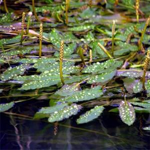 出售竹叶眼子菜 室内水体绿化观赏植物 净化水质 水生态修复