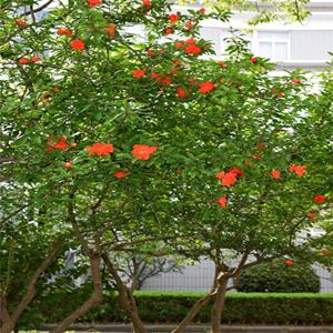 供应果石榴 庭院绿化建设 工程苗 园林景区造景配植绿化苗