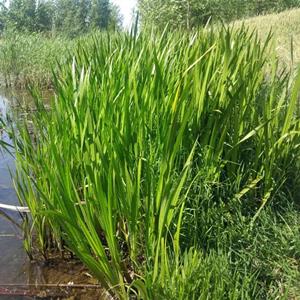 苗圃出售水菖蒲 根系发达易成活 水生水培植物净化水质