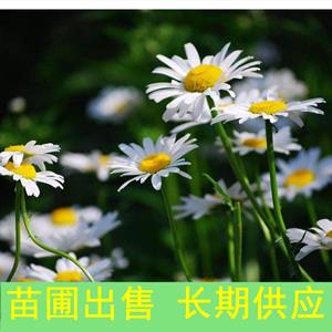 苗圃出售野菊花 花坛花镜栽培植物观赏苗 园林绿化花海造景花卉