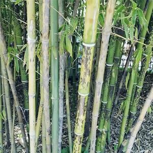 斑竹基地栽植苗 可栽培供观赏优良用材竹种竹材坚硬 篾性也好