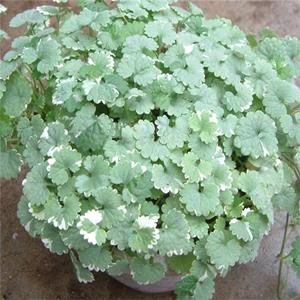 基地供应花叶活血丹 庭院绿化造景工程苗 花镜花坛观赏植物