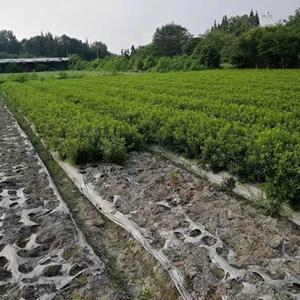 重庆毛鹃批发基地   成都毛鹃笼子地苗价格长期批发   四川毛鹃基地批发30-40公分毛鹃笼子地苗