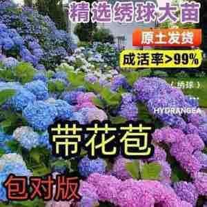 【今日特价】绣球花苗绿化盆栽花卉种苗无尽夏小苗八仙花*